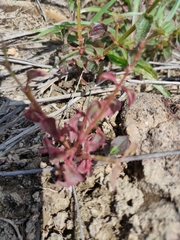 Persicaria capitata