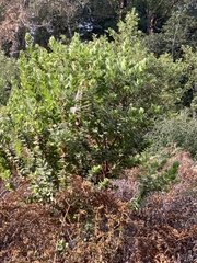 Arctostaphylos regismontana