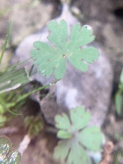 Geranium carolinianum