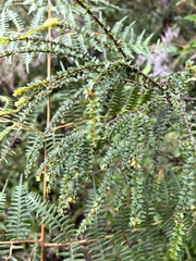 Disterigma acuminatum