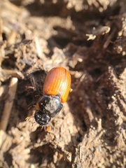 Aphodius