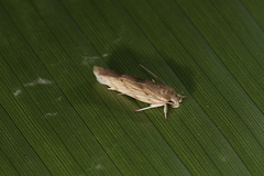 Antaeotricha