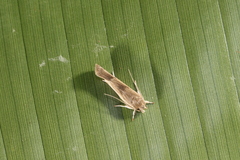 Antaeotricha