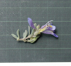 Penstemon caespitosus desertipicti