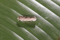Antaeotricha