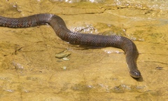 Nerodia sipedon pleuralis