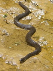 Nerodia sipedon pleuralis