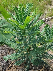 Phyllanthus amarus