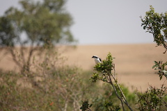 Lanius excubitoroides