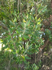 Olearia traversiorum