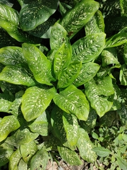 Dieffenbachia