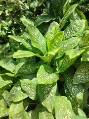 Dieffenbachia