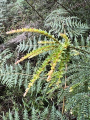 Disterigma acuminatum