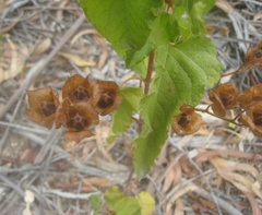 Cistus populifolius