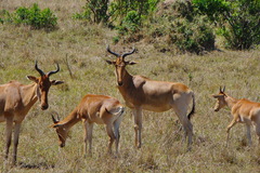 Alcelaphus buselaphus cokii