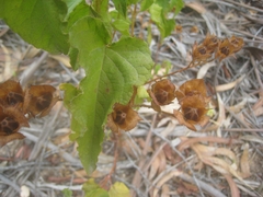 Cistus populifolius