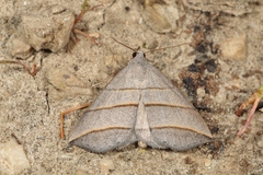 Colobochyla salicalis