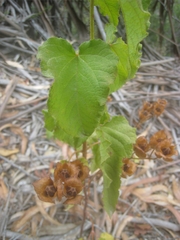 Cistus populifolius