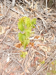 Cistus populifolius