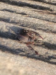 Cheliferoidea