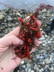 Metandrocarpa dura