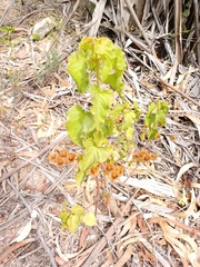 Cistus populifolius