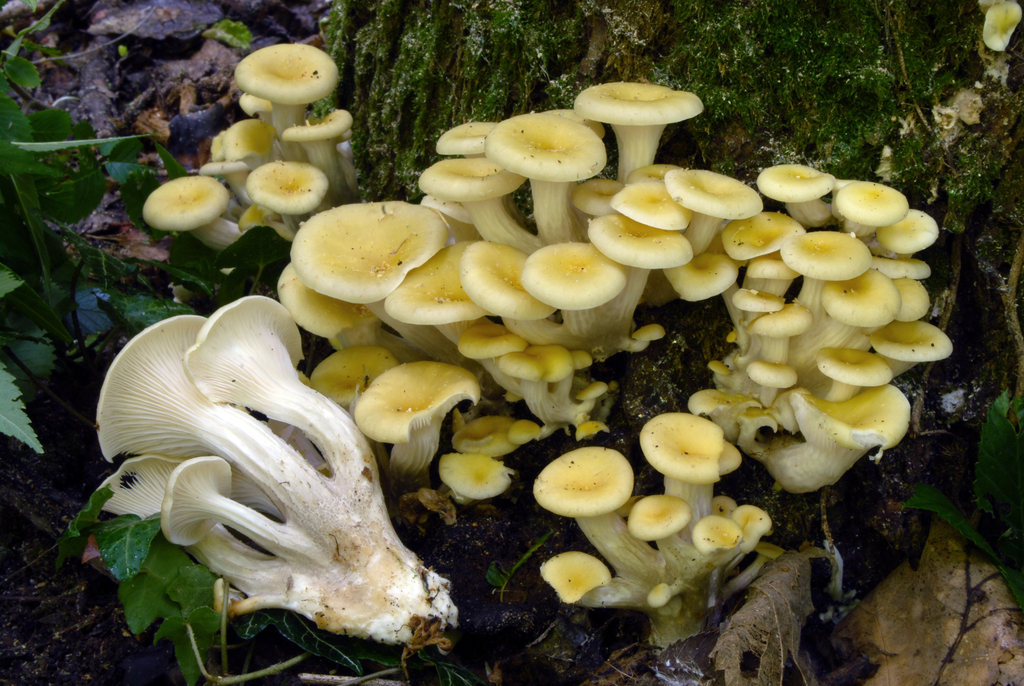 Golden Oyster Mushroom from Parco Nord- Cinisello Balsamo MI, Italia on ...