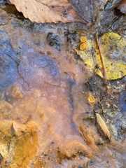 Gallionellaceae