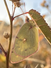 Colias poliographus