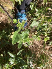 Ribes hirtellum