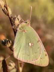Colias poliographus
