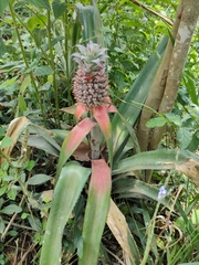 Ananas