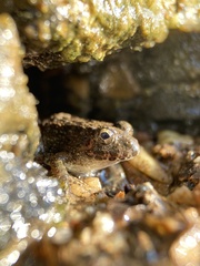Fejervarya kawamurai