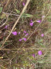 Agalinis neoscotica