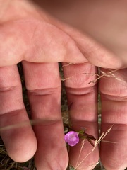 Agalinis neoscotica
