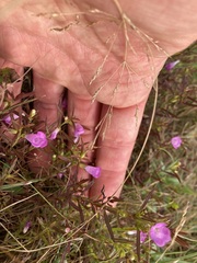 Agalinis neoscotica
