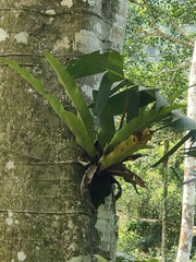 Niphidium crassifolium