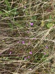 Agalinis neoscotica