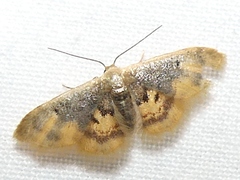 Idaea scintillularia