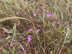 Agalinis neoscotica