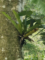 Niphidium crassifolium