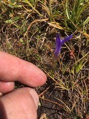 Gentianopsis simplex