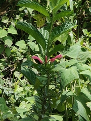 Centropogon cornutus