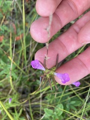 Agalinis neoscotica