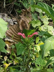 Centropogon cornutus