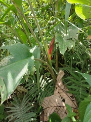 Heliconia bihai