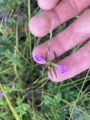 Agalinis neoscotica