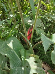 Heliconia bihai