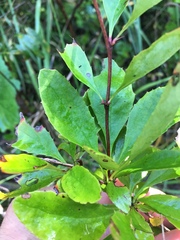 Berberis canadensis