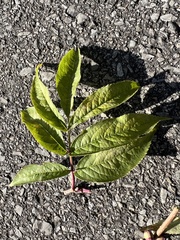 Sambucus racemosa